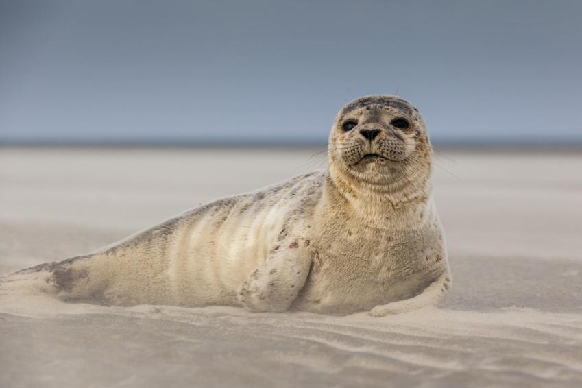 HAMAC - vue mer - 100M PLAGE Berck Eksteriør billede